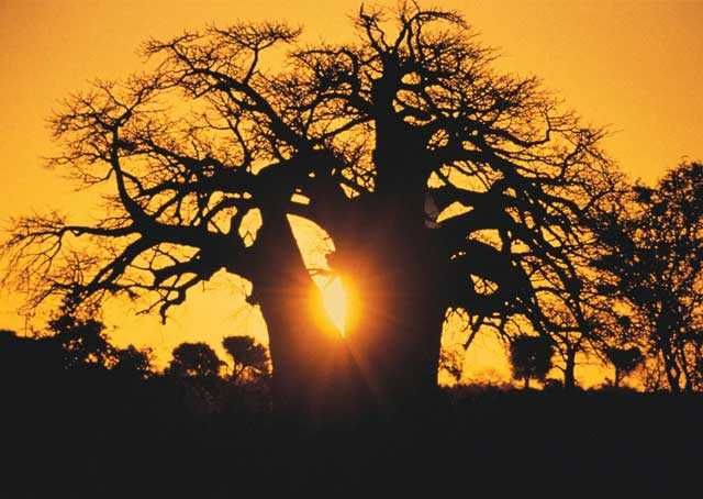 baobab-treeheritage